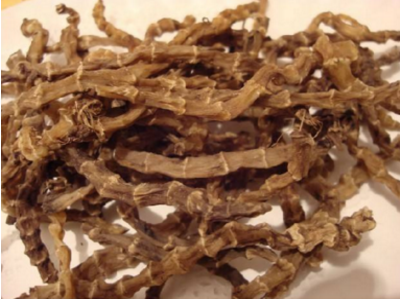披针叶毛茛的功效与作用