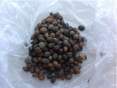 哪些鸡蛋是不能食用的