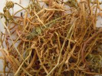 鸡爪竻的功效与作用