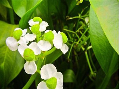 灵芝草的功效与作用