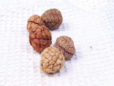 一豆三子降血压